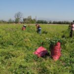 Agricultura Familiar Campesina y formalización tributaria: ¿equidad o desigualdad? Campesinos cosechan papas en su predio.