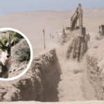 Los animales en la naturaleza no votan Montaje de imágenes de la zanja en la frontera norte y un ciervo andino.