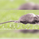 Ratón de cola larga.