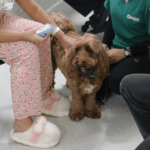 Más de 80 niños y niñas hospitalizados recibieron la visita de los “Dogtores” en el Hospital Roberto del Río "Dogtores" en el Hospital Sotero del Río.