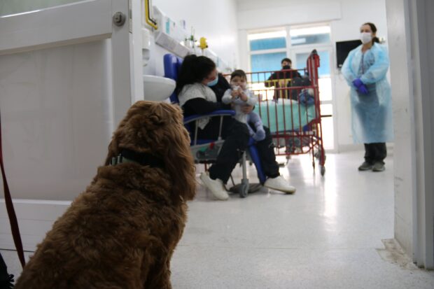 "Dogtores" en el Hospital Sotero del Río.