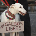 Congreso define este martes el futuro de las carreras de galgos en Chile Galgos