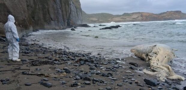 Sernapesca investiga hallazgo de ballena varada con cuerdas y cabos en playa de Los Muermos