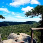 Estudio U. de Chile advierte riesgo crítico para los bosques de araucaria hacia 2060 Bosque de araucarias.