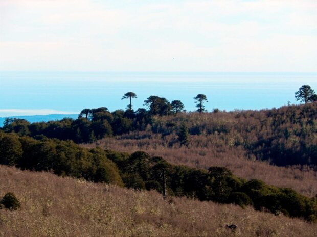 Bosque de araucarias.