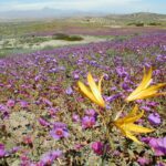 ¿Puede un festival de música electrónica dañar el Desierto Florido? Desierto_florido-2