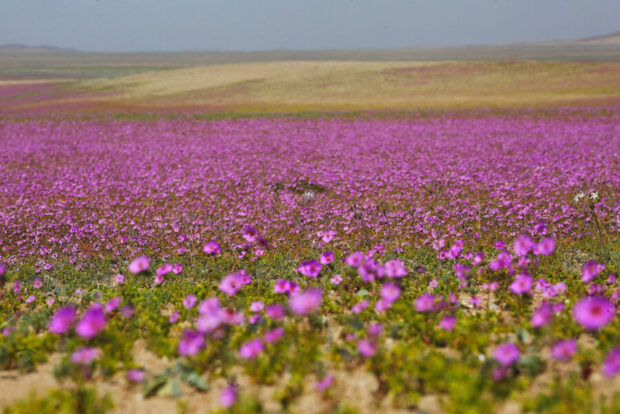 Flores magenta. Desierto Florido de Atacama . Desierto Florido del desierto de Atacama. 
